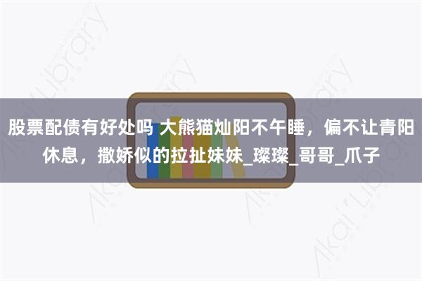 股票配债有好处吗 大熊猫灿阳不午睡，偏不让青阳休息，撒娇似的拉扯妹妹_璨璨_哥哥_爪子